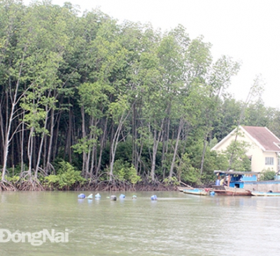 Đồng Nai còn gần 171,3 ngàn ha đất lâm nghiệp