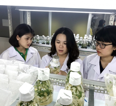 Tập trung triển khai các đề án lớn phát triển nông nghiệp