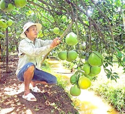 Nỗ lực hoàn thành mục tiêu nông thôn mới nâng cao