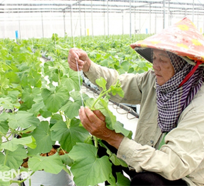 Phát triển nông nghiệp hiện đại cho đô thị sân bay