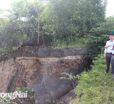 Kiểm tra khu vực trồng rừng thay thế cho các dự án trọng điểm