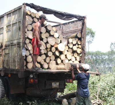 Hối hả cưa, cắt rừng cao su để bàn giao mặt bằng dự án sân bay Long Thành