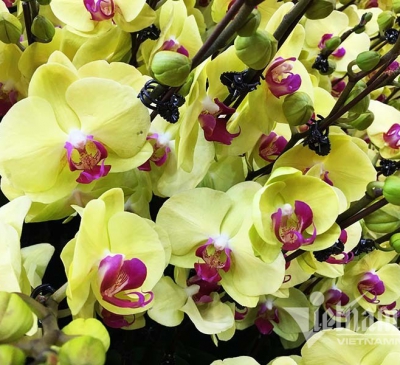 5 loại cây có hoa nở rộ đêm Giao thừa mang đến tài lộc, may mắn cả năm