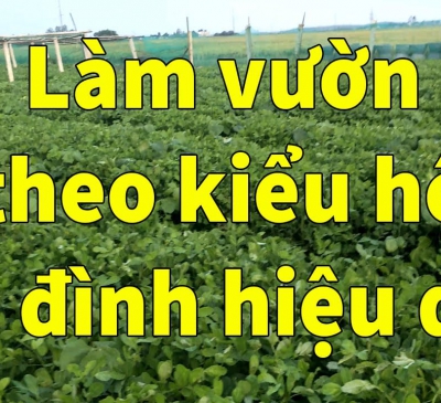 Sản xuất tổng hợp chăn nuôi kết hợp trồng trọt để giảm rủi ro