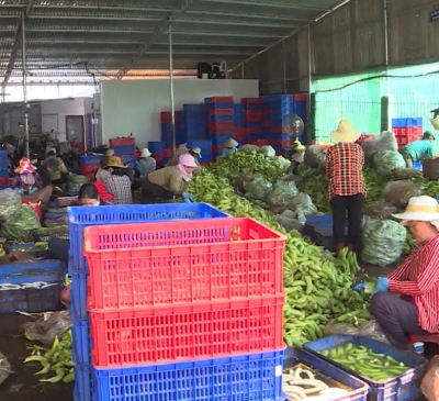 Thu nhập tiền tỉ từ “chuối dạt”