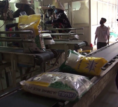 Giá gạo Việt xuất khẩu đang tốt nhất trong lịch sử