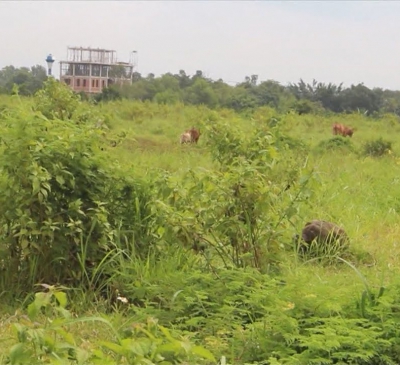 Dự án Dofico “treo” khiến đất đai để hoang lãng phí