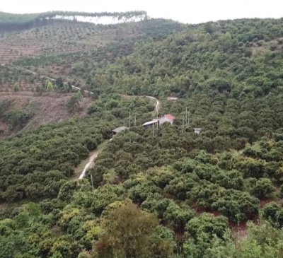 Nhật Bản đặt hàng 5 tấn quả vải mỗi ngày cho đến khi hết vụ