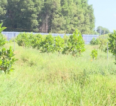 Lão nông thành công với mô hình vườn - ao - chuồng