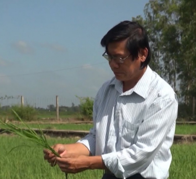 Gạo ST Việt Nam chinh phục thị trường châu Âu