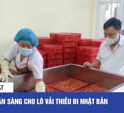 Sẵn sàng cho lô vải thiều đầu tiên đi Nhật Bản