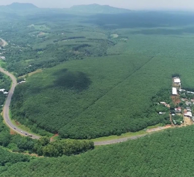 Cẩm Mỹ: Chuẩn bị trồng thêm 2 triệu cây rừng