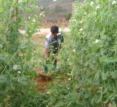 Sản xuất hữu cơ để nâng cao vị thế nông sản Việt