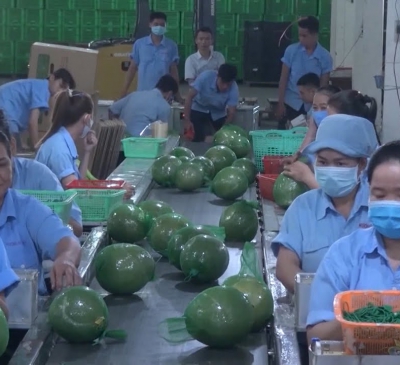 Bưởi Việt Nam rộng đường sang Nga