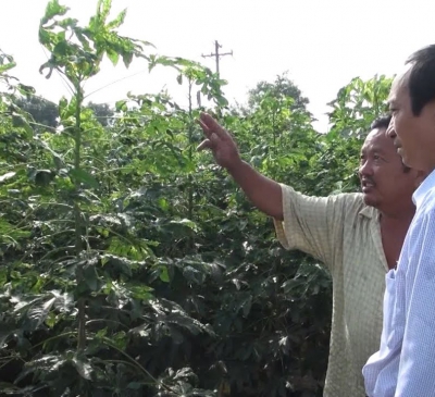 Bệnh khảm lá trên cây mì bùng phát tại huyện Long Thành