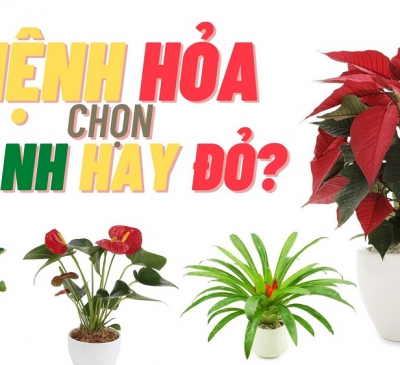 Mệnh Hỏa hợp cây gì?