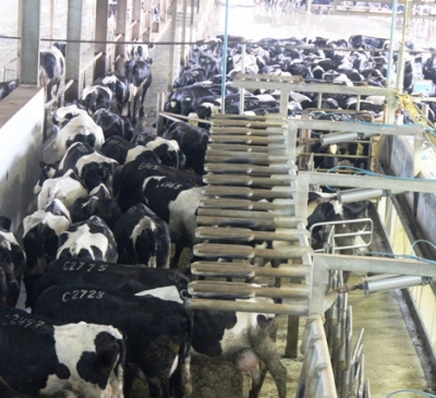 Nâng chất ngành chăn nuôi