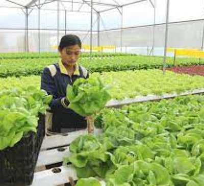 Giải ngân đầu tư công trong nông nghiệp ước đạt gần 36% trong 6 tháng