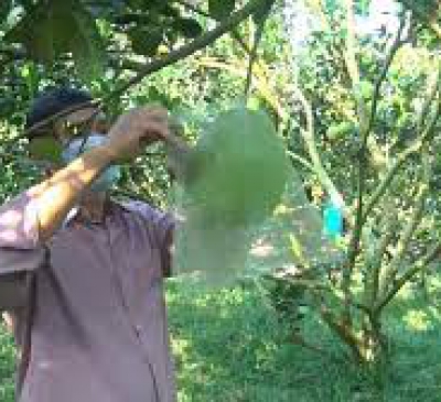 Sản xuất bưởi sạch – hướng đến phát triển bền vững