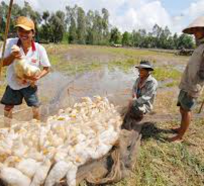 HIỆU QUẢ CAO TỪ MÔ HÌNH CHĂN NUÔI TỔNG HỢP