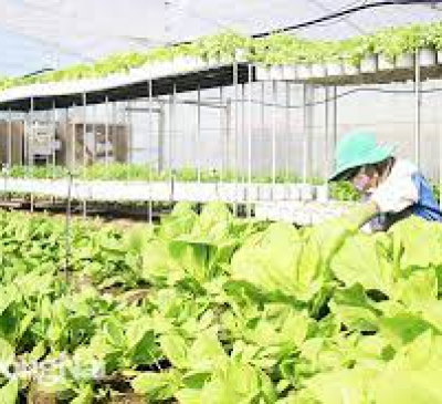 Đồng Nai có 63 HTX nông nghiệp ứng dụng công nghệ cao