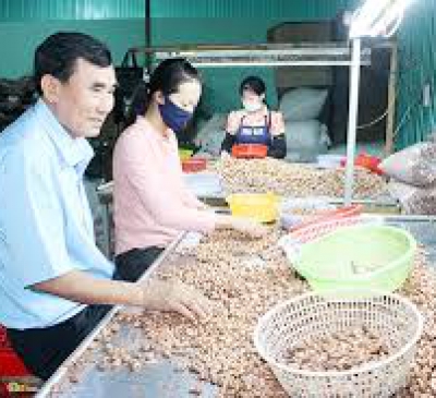 Người ''bén duyên'' với hạt điều Đồng Nai