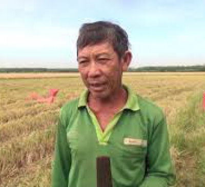 Nông dân phấn khởi vì giá lúa tăng cao