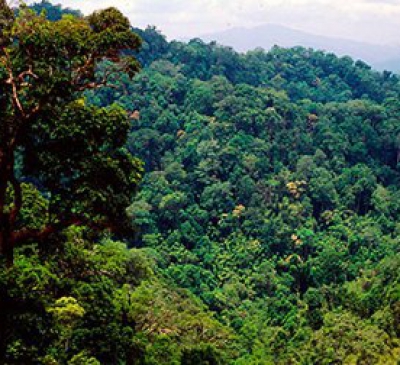 Thẩm định hồ sơ đề nghị chuyển mục đích sử dụng rừng