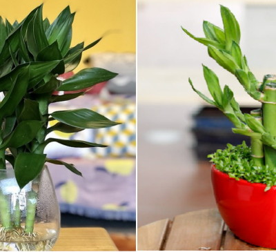 Tuổi Mão hợp cây gì? Cách chọn cây phong thủy theo từng năm sinh