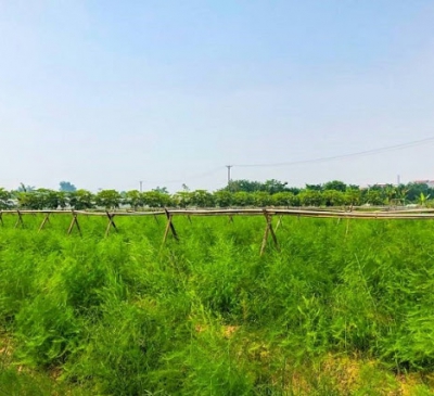 Làm giàu từ mô hình chuyển đổi nông nghiệp