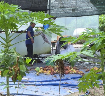 Sản xuất hữu cơ – hướng phát triển bền vững