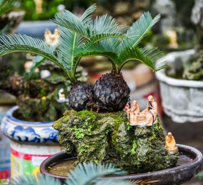 Ý nghĩa của cây vạn tuế trong phong thủy