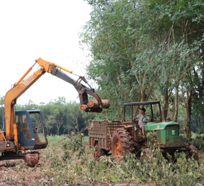 Chùm ảnh: Gấp rút hoàn tất thanh lý vườn cây cao su, bàn giao mặt bằng dự án sân bay Long Thành